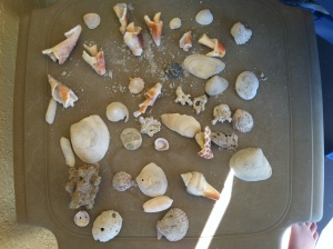 Some of my sister's numerous shells